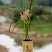 特香兰花清仓价兰花苗春剑【紫玉牡丹】浓香型花卉办公室