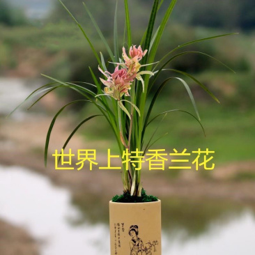 特香兰花清仓价兰花苗春剑【紫玉牡丹】浓香型花卉办公室