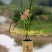 特香兰花清仓价兰花苗春剑【紫玉牡丹】浓香型花卉办公室