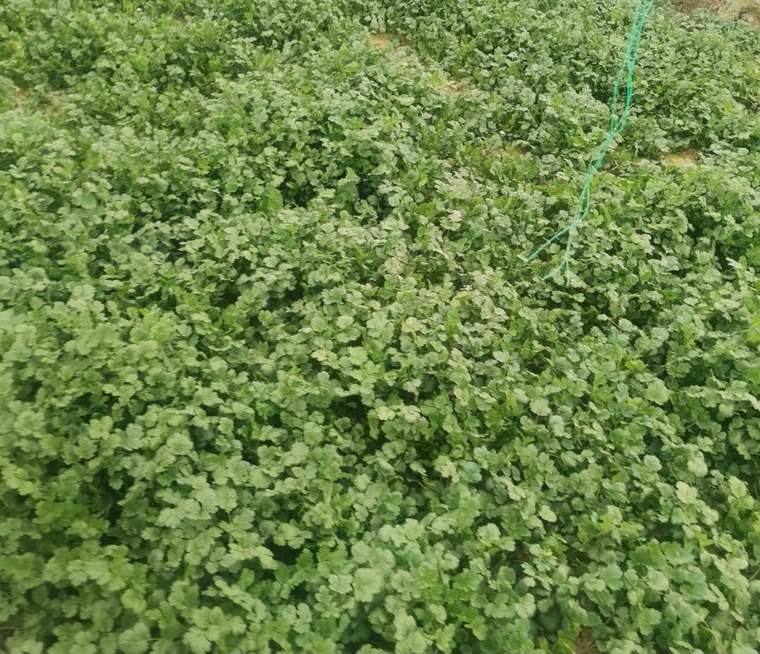 香菜种植基地实景拍摄,展示香菜在自然环境中的生长状态 香菜种植田实景图