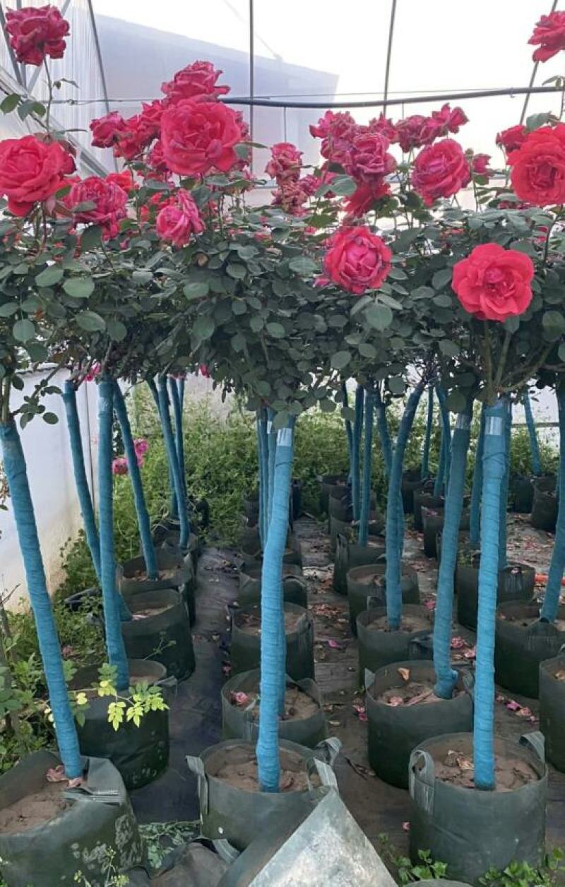 单色双色多色精品树桩月季3-8公分粗货足打木架原土带花发
