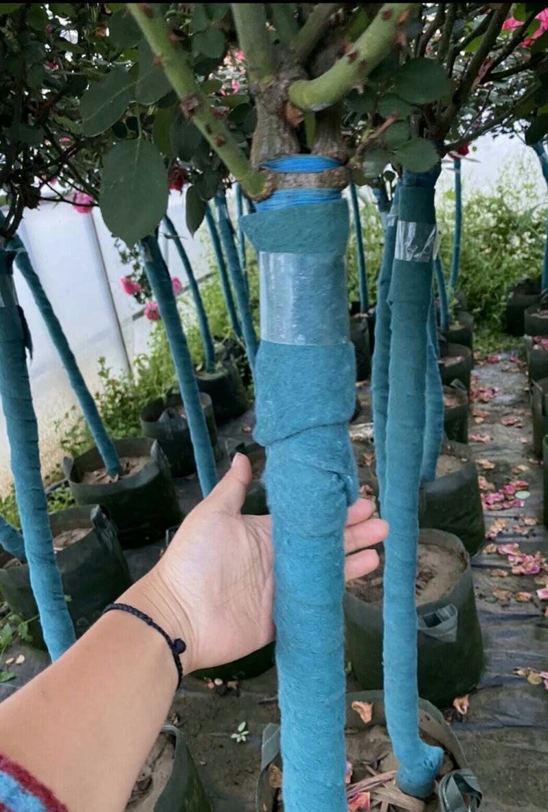 单色双色多色精品树桩月季3-8公分粗货足打木架原土带花发