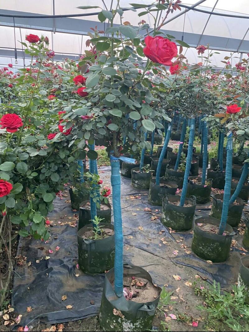 单色双色多色精品树桩月季3-8公分粗货足打木架原土带花发