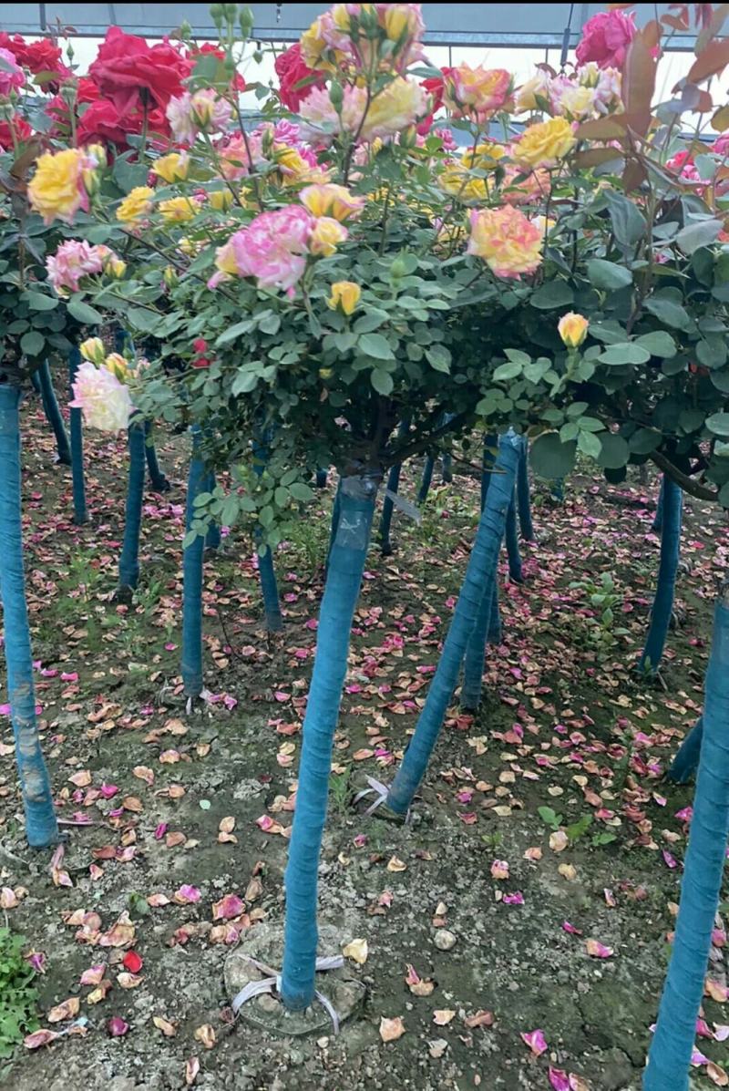 单色双色多色精品树桩月季3-8公分粗货足打木架原土带花发