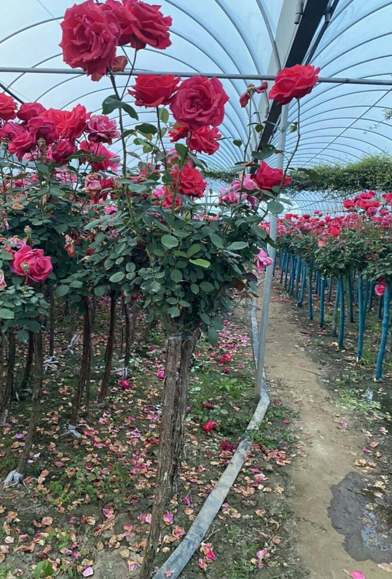 单色双色多色精品树桩月季3-8公分粗货足打木架原土带花发