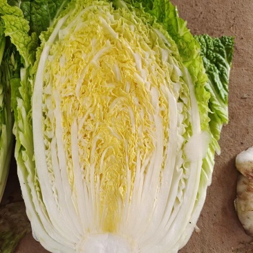 大白菜