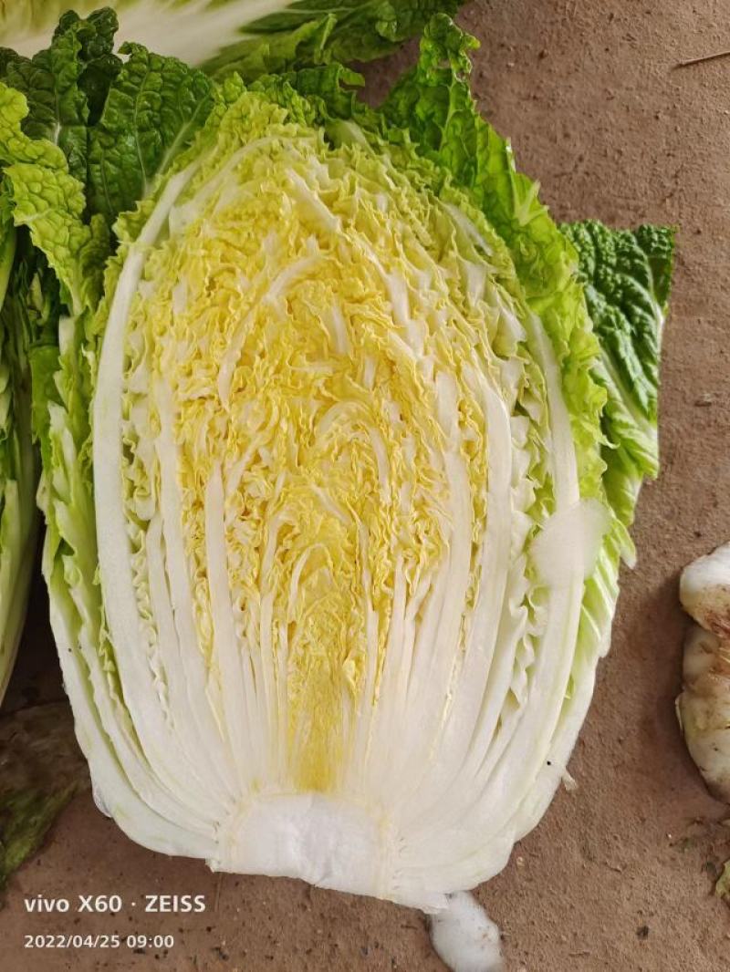 大白菜