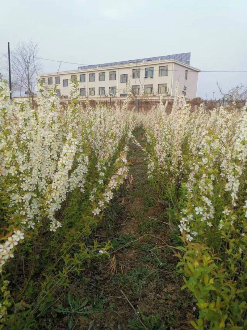 钙果苗