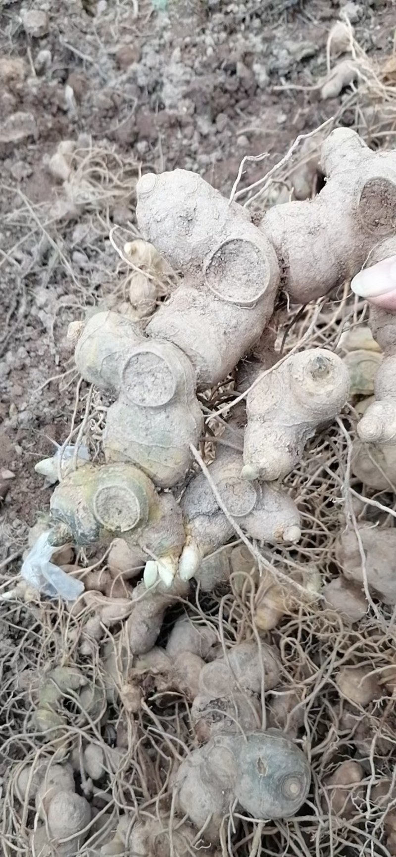 野生多花黄精