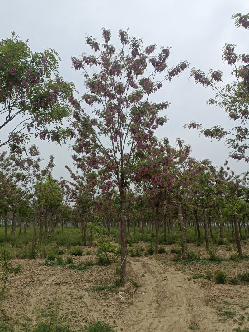 山东红花槐香花槐红花刺槐洋槐工程苗规格齐全