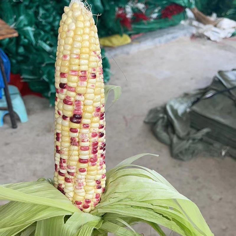 优质福建漳州彩甜玉米千亩供应现摘现卖一手货源充足