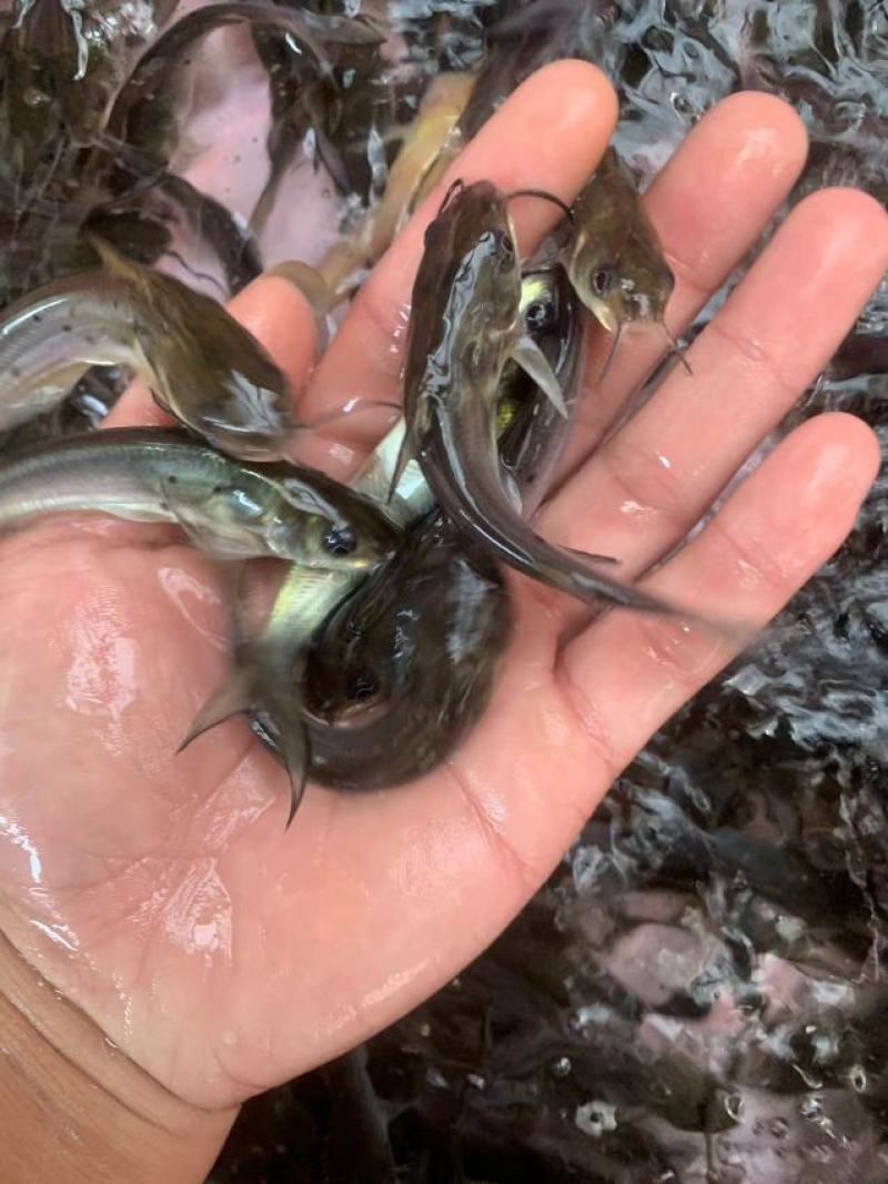 叉尾鮰鱼苗叉尾鱼苗，斑点叉尾鱼苗，抗病力强