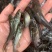 叉尾鮰鱼苗叉尾鱼苗，斑点叉尾鱼苗，抗病力强
