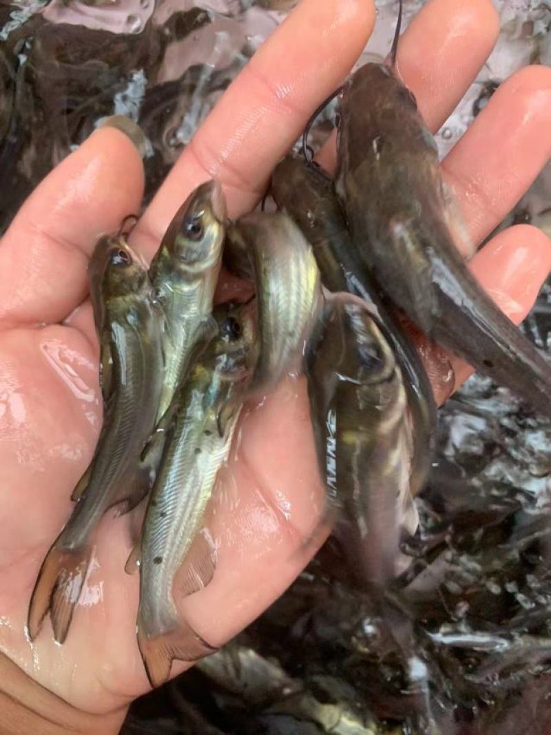 叉尾鮰鱼苗叉尾鱼苗，斑点叉尾鱼苗，抗病力强