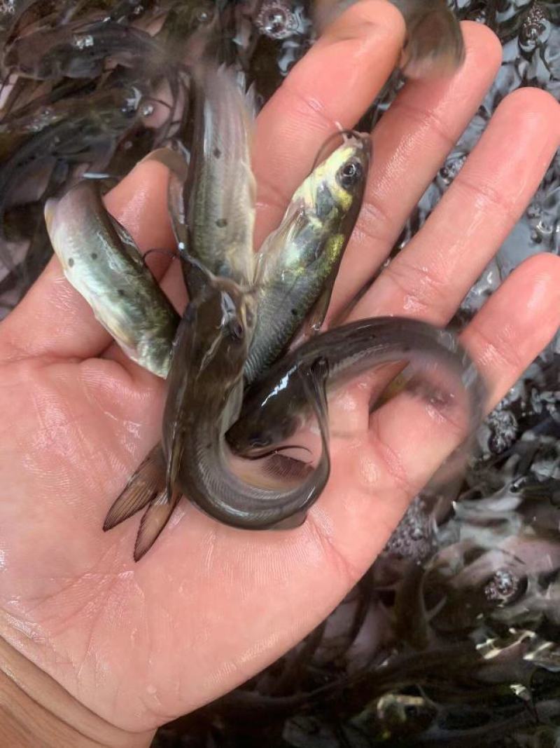 叉尾鮰鱼苗叉尾鱼苗，斑点叉尾鱼苗，抗病力强