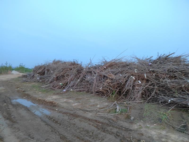 木材、树枝、柴火、修剪用树枝，烧窖用，烧火用，炕锅巴用