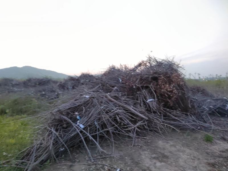 木材、树枝、柴火、修剪用树枝，烧窖用，烧火用，炕锅巴用