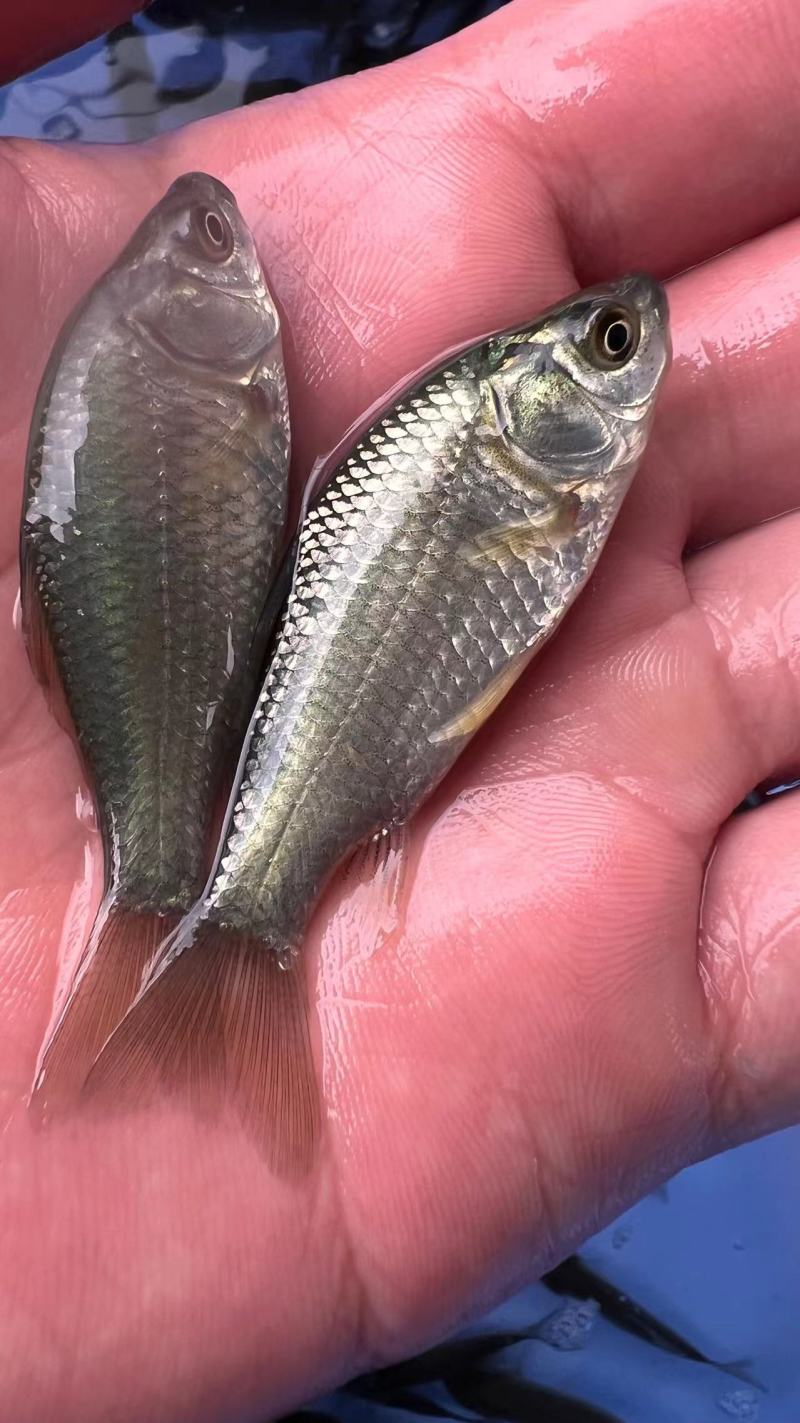 中科3号鲫鱼苗中科3号鲫鱼中科5号鲫鱼，确保提供高质