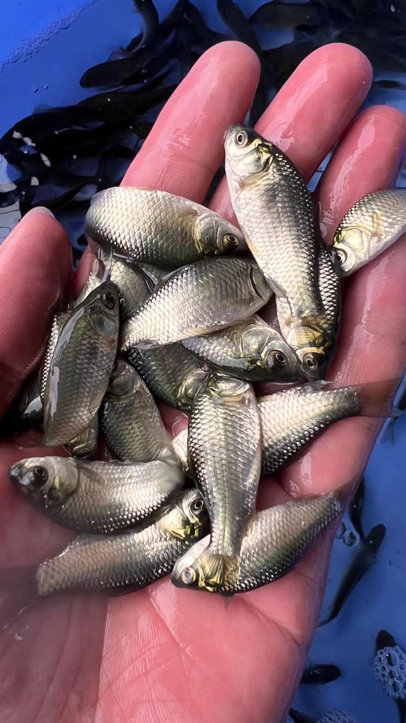 中科3号鲫鱼苗中科3号鲫鱼中科5号鲫鱼，确保提供高质