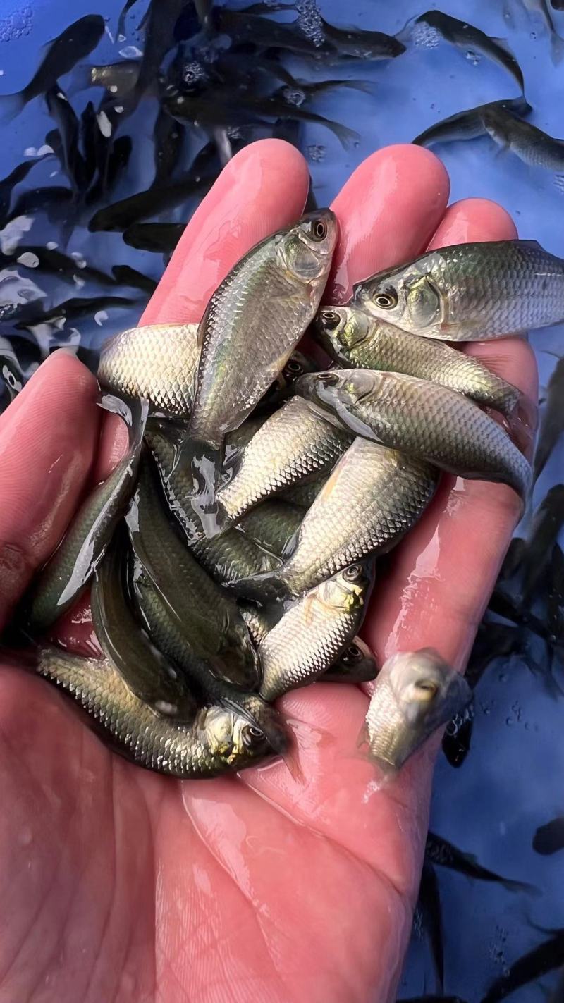 中科3号鲫鱼苗中科3号鲫鱼中科5号鲫鱼，确保提供高质
