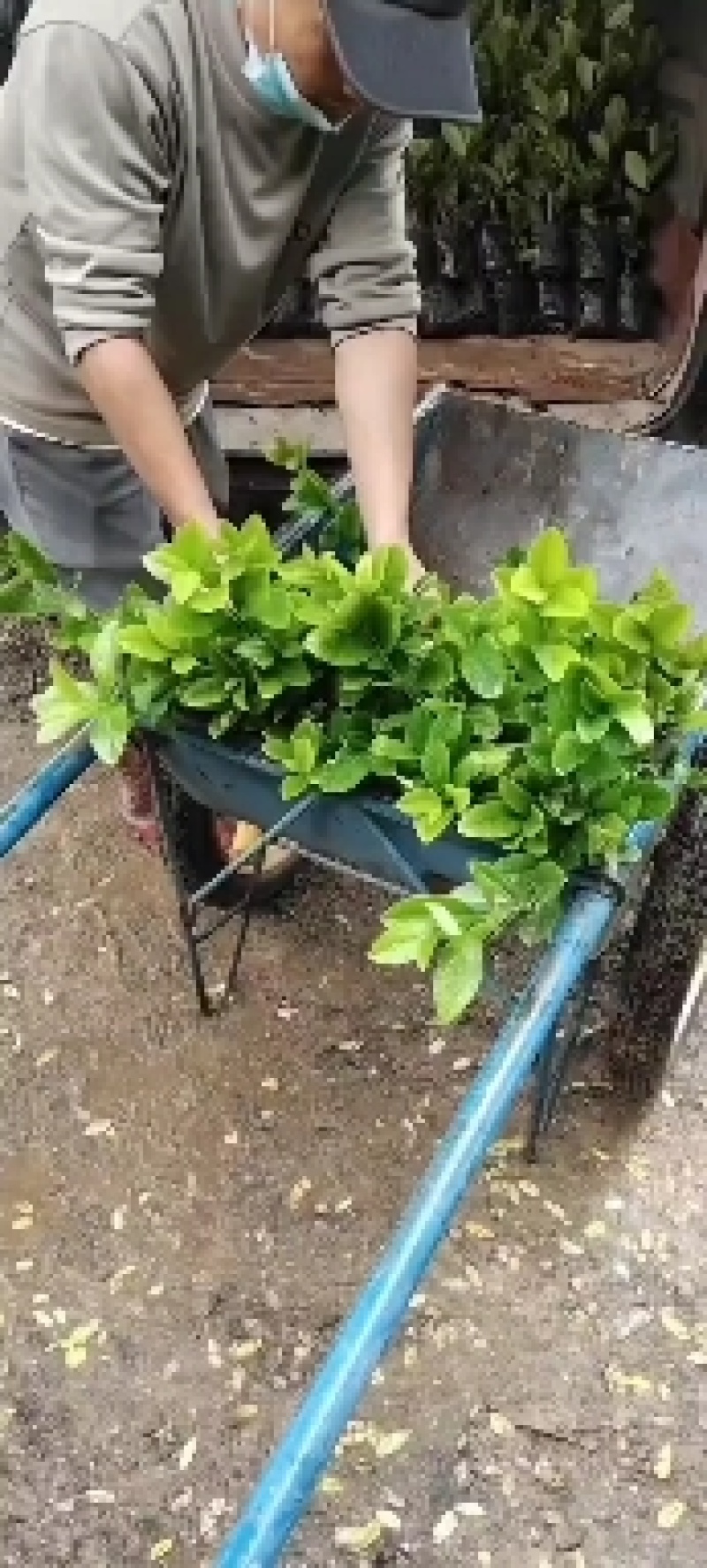 香水柠檬苗，广东第一代香水柠檬插枝苗，，高压苗，杯苗