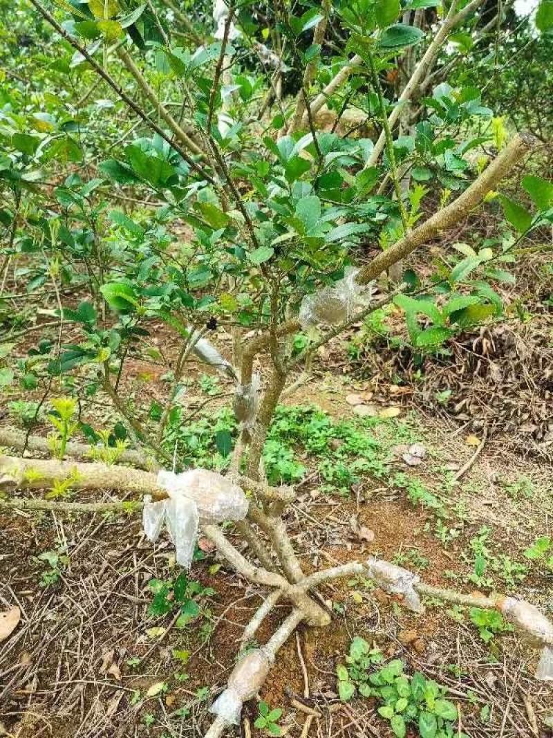 香水柠檬苗，广东第一代香水柠檬插枝苗，，高压苗，杯苗