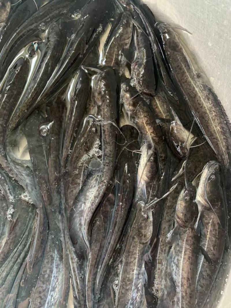 杂交大口鲶鱼苗，南方大口鲶具有生长速度