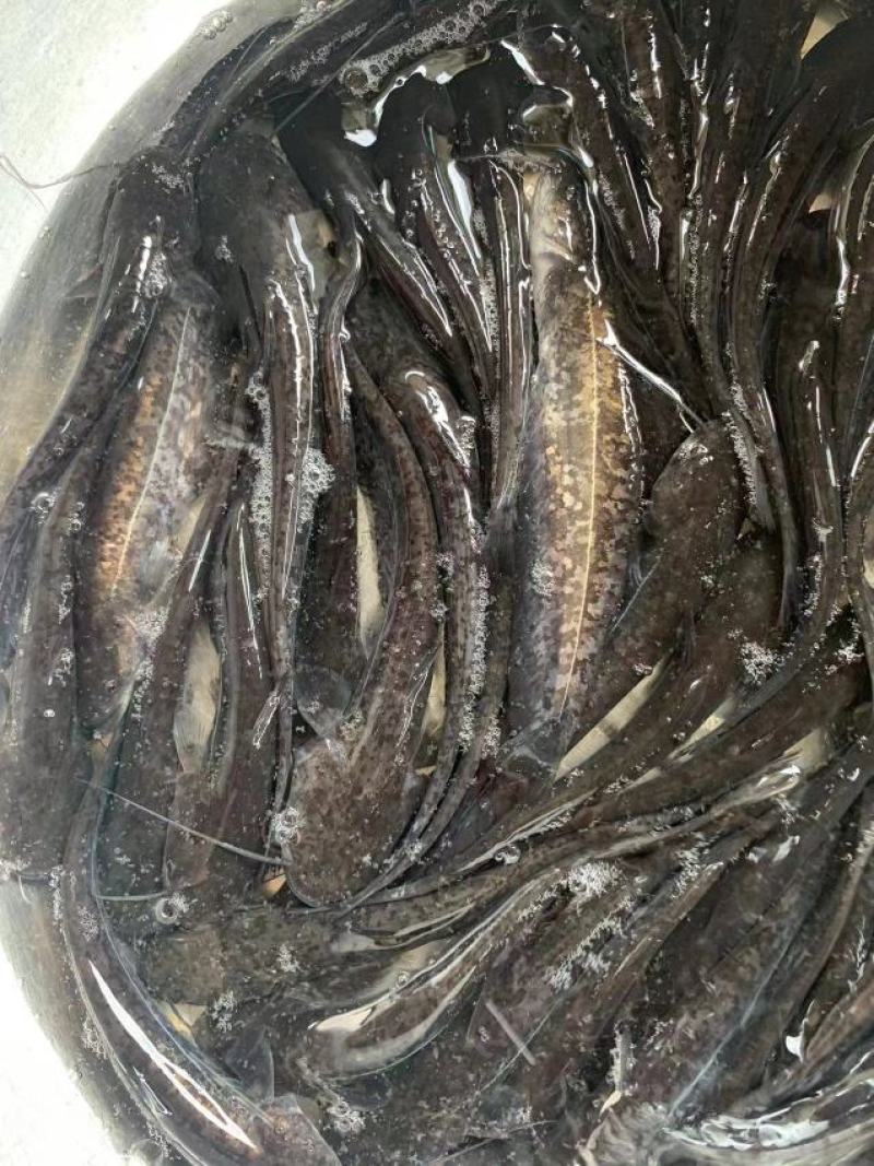 杂交大口鲶鱼苗，南方大口鲶具有生长速度