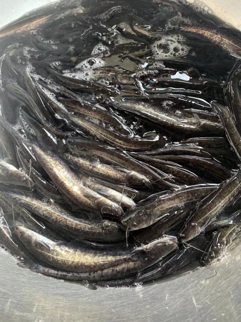杂交大口鲶鱼苗，南方大口鲶具有生长速度