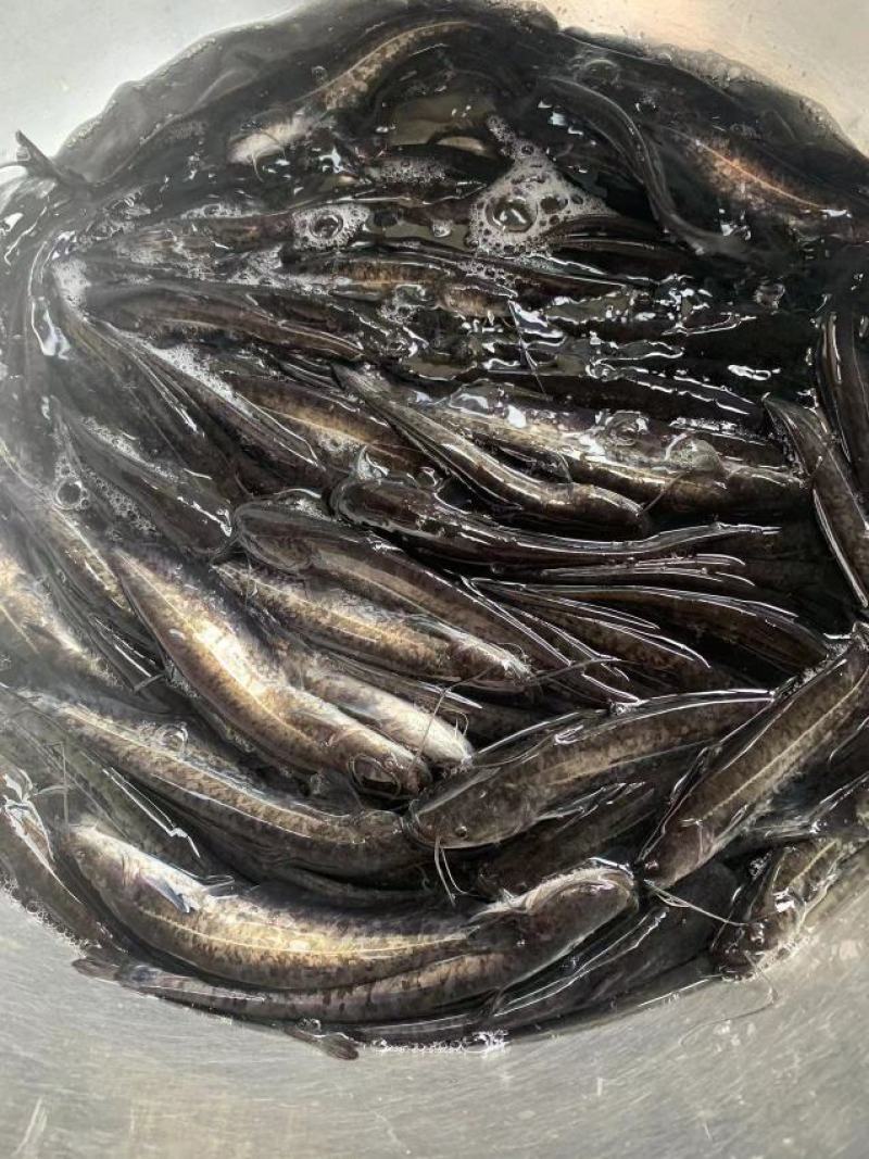 杂交大口鲶鱼苗，南方大口鲶具有生长速度