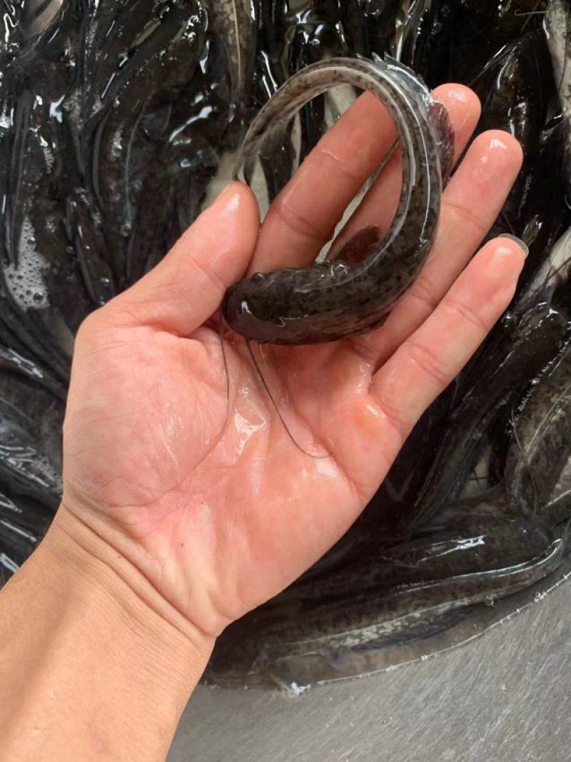 杂交大口鲶鱼苗，南方大口鲶具有生长速度