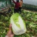 精品中颗黄心大白菜！净菜3-6斤，货源充足，大量供应。