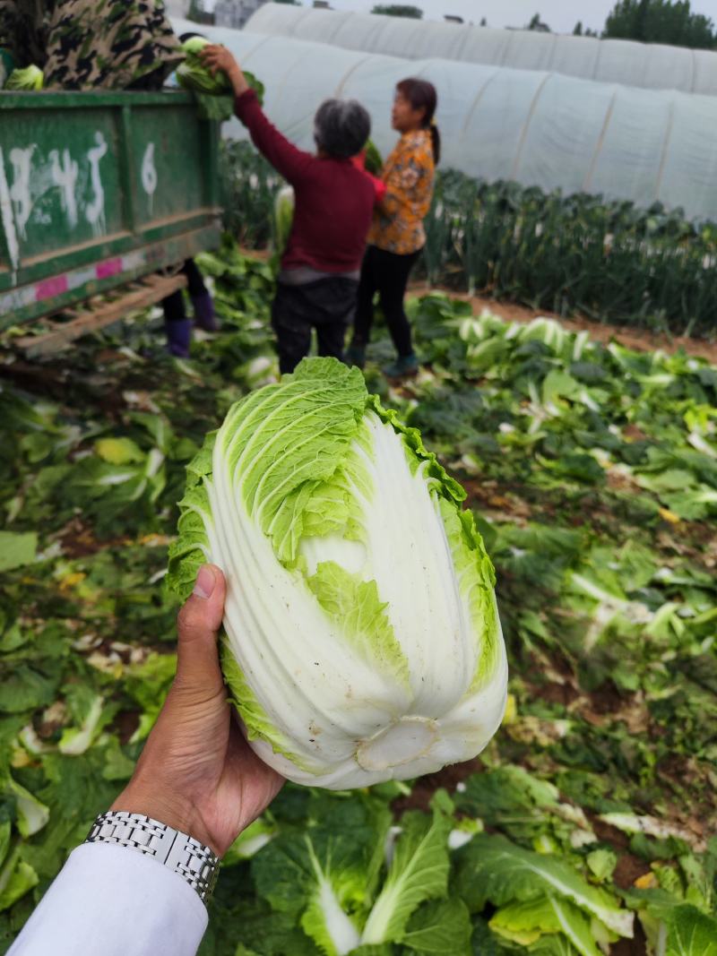 精品中颗黄心大白菜！净菜3-6斤，货源充足，大量供应。