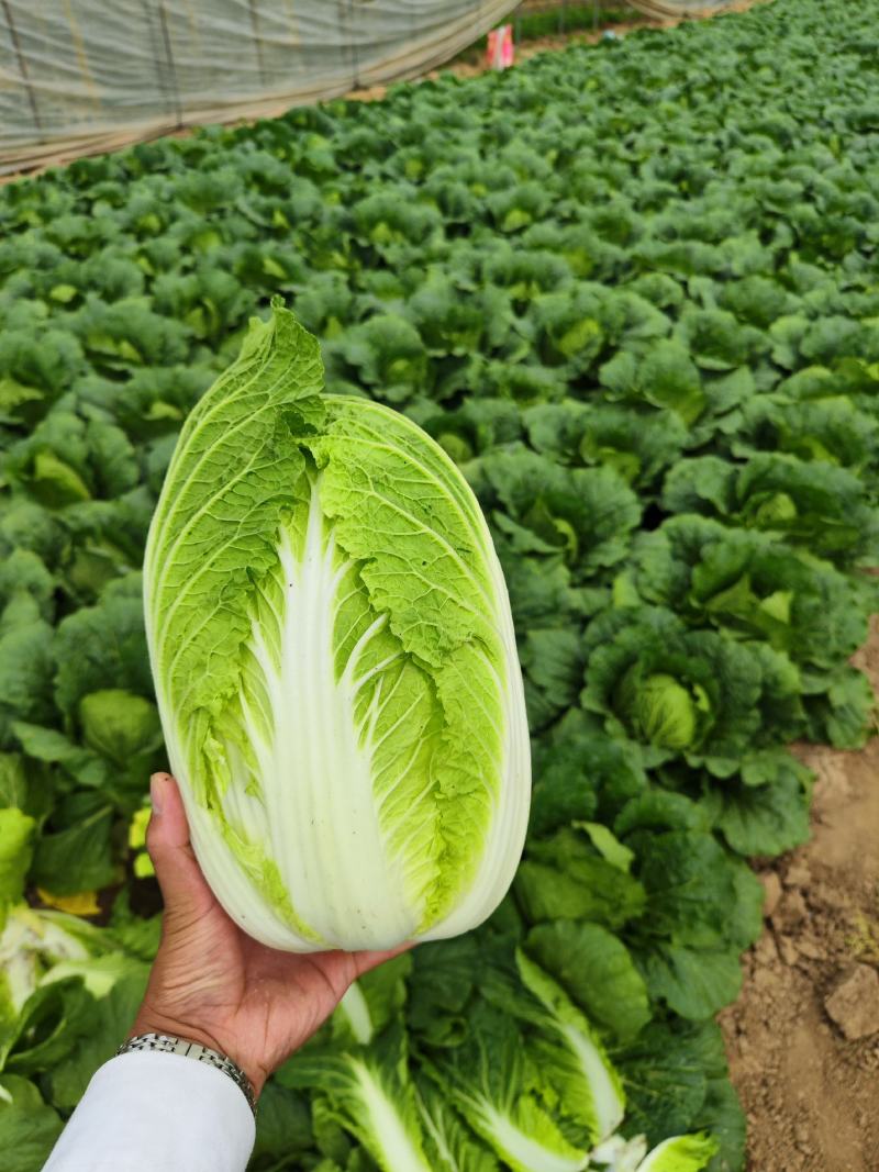 精品中颗黄心大白菜！净菜3-6斤，货源充足，大量供应。