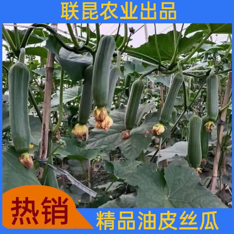 优质福建漳州油皮香丝瓜，水瓜现摘现发一手货源充足