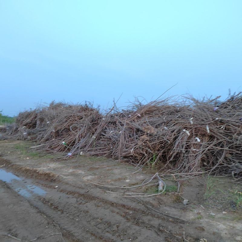 木材、树枝、柴火、修剪用树枝，烧窖用，烧火用，炕锅巴用