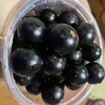嘉宝果，福建漳州树葡萄可接受团购，大量批发