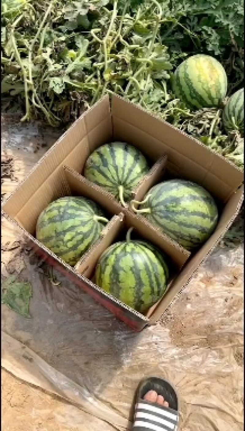 西瓜/美都西瓜/陕西美都西瓜/对接各大商超社区团购