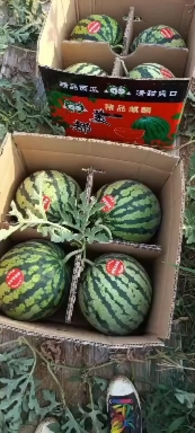 西瓜/美都西瓜/陕西美都西瓜/对接各大商超社区团购