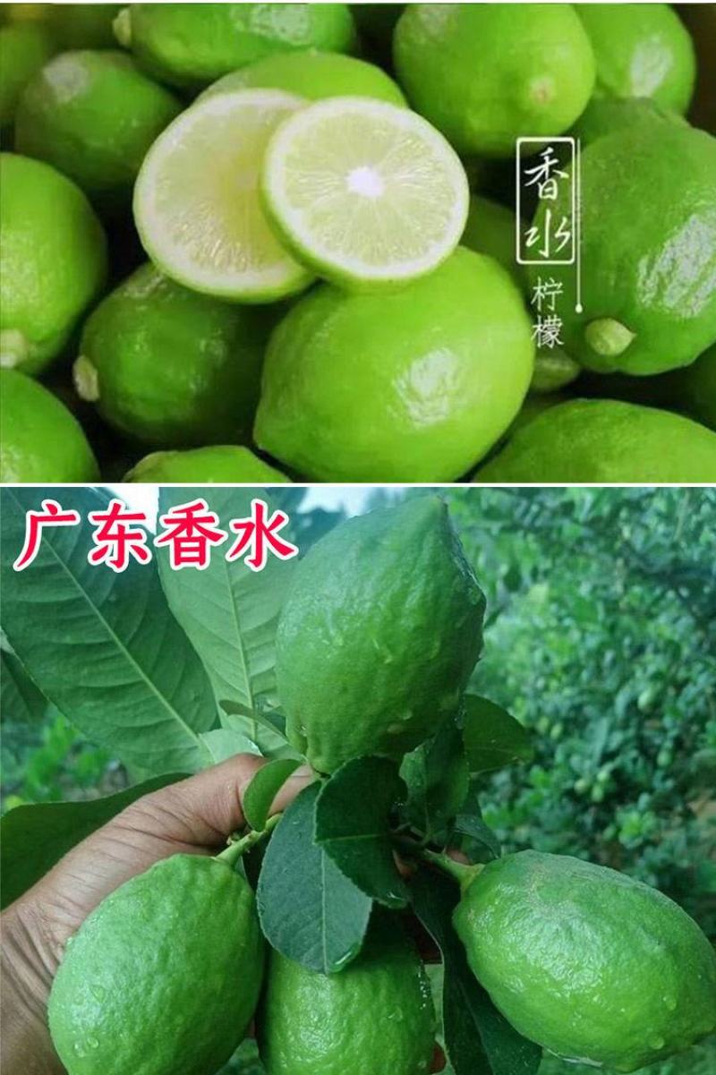 柠檬苗四季南北方种植柠檬树果树苗盆地栽香水柠檬果树苗