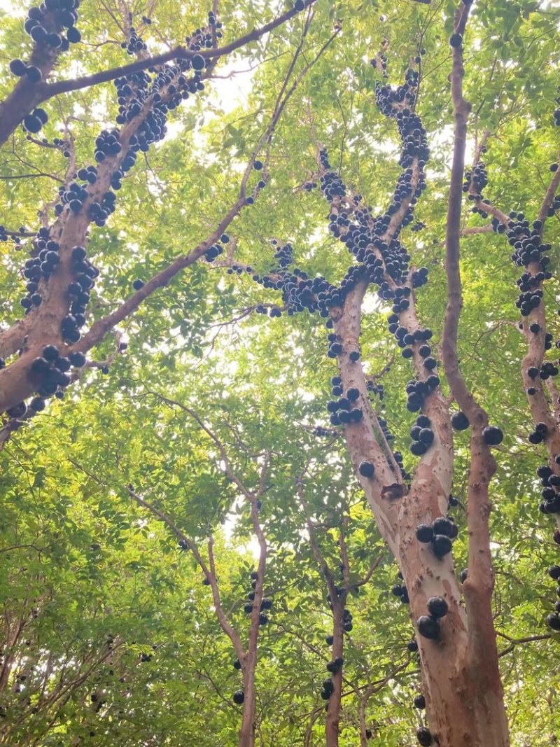 嘉宝果，福建漳州树葡萄可接受团购，大量批发