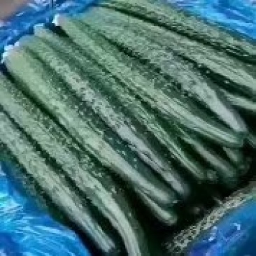 【密刺黄瓜】河南黄瓜精品黄瓜产地直销