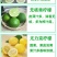柠檬苗四季南北方种植柠檬树果树苗盆地栽香水柠檬果树苗
