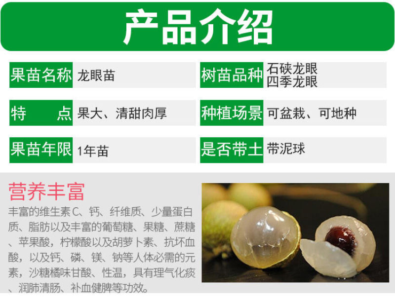 四季无核龙眼苗嫁接桂圆果树苗南方北方种植盆栽储良石峡龙眼