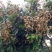 四季无核龙眼苗嫁接桂圆果树苗南方北方种植盆栽储良石峡龙眼