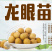 四季无核龙眼苗嫁接桂圆果树苗南方北方种植盆栽储良石峡龙眼
