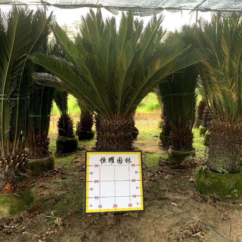 【苏铁青铁青叶铁树】各种规格欢迎合作详谈