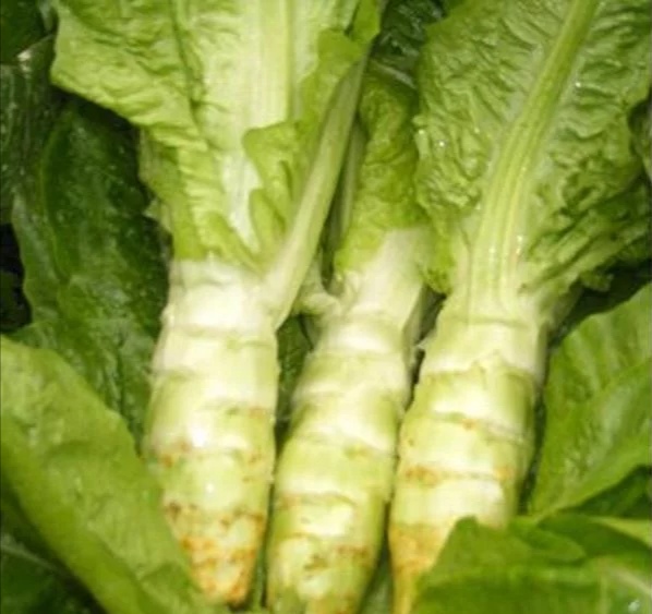 图片说明:一张清晰的莴苣特写图,展示其翠绿色的茎部和叶片,突出其新鲜与水润的外观 莴苣特写