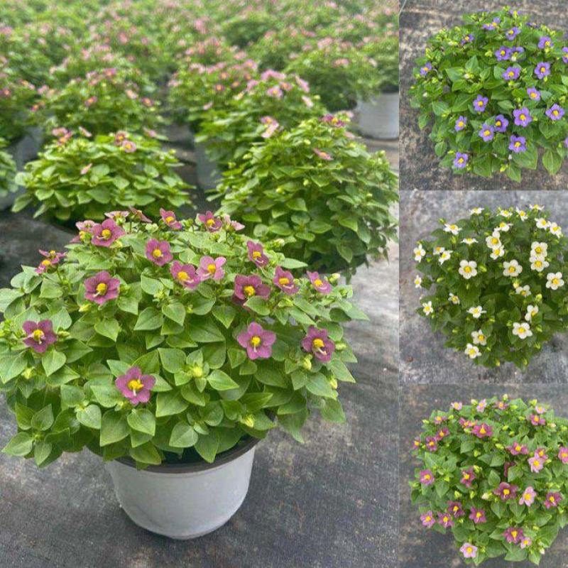紫芳草花多年生耐寒绿植物室内室外阳台盆栽春季秋季花苗花卉