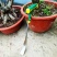 挖荠菜挖蒜铲子园艺种花特快铁铲种菜除草挖土拔草户外挖野菜